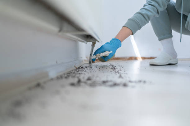 Best Wasp Removal Services  in South Plainfield, NJ